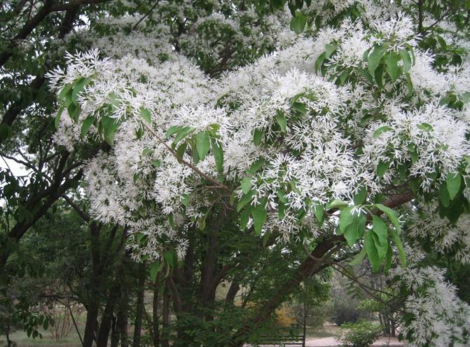 Chinese  Fringe  tree seeds Chionanthus retusus